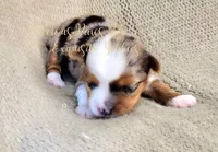 Kira **RESERVED**, a female Yorkshire Terrier for sale in League City, TX – Photo 3 of 5