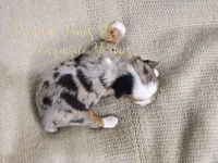 Kira **RESERVED**, a female Yorkshire Terrier for sale in League City, TX – Photo 5 of 5