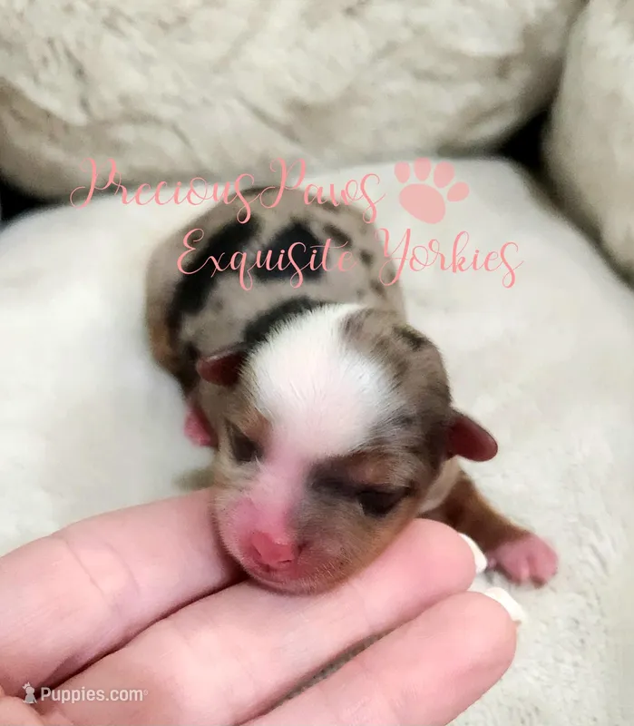 Kehlani – Yorkshire Terrier puppy for sale in League City, TX