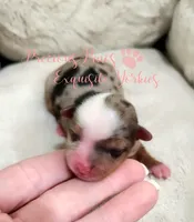 Kehlani, a female Yorkshire Terrier for sale in League City, TX – Photo 1 of 4