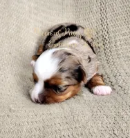 Kira **RESERVED**, a female Yorkshire Terrier for sale in League City, TX – Photo 1 of 5