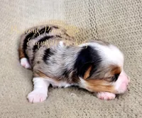 Kira **RESERVED**, a female Yorkshire Terrier for sale in League City, TX – Photo 4 of 5