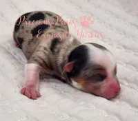 Kehlani, a female Yorkshire Terrier for sale in League City, TX – Photo 4 of 4