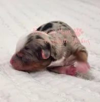 Kehlani, a female Yorkshire Terrier for sale in League City, TX – Photo 3 of 4