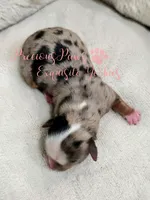 Kehlani, a female Yorkshire Terrier for sale in League City, TX – Photo 2 of 4