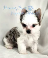 Legend, a male Yorkshire Terrier for sale in League City, TX – 2 of 6