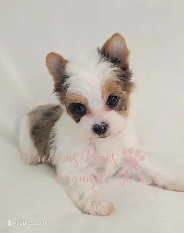 Londyn ** RESERVED  – Yorkshire Terrier puppy on hold in League City, TX