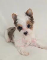 Londyn ** RESERVED , a female Yorkshire Terrier for sale in League City, TX – 1 of 6