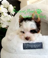 Lennox **PENDING **, a male Yorkshire Terrier for sale in League City, TX – 2 of 5