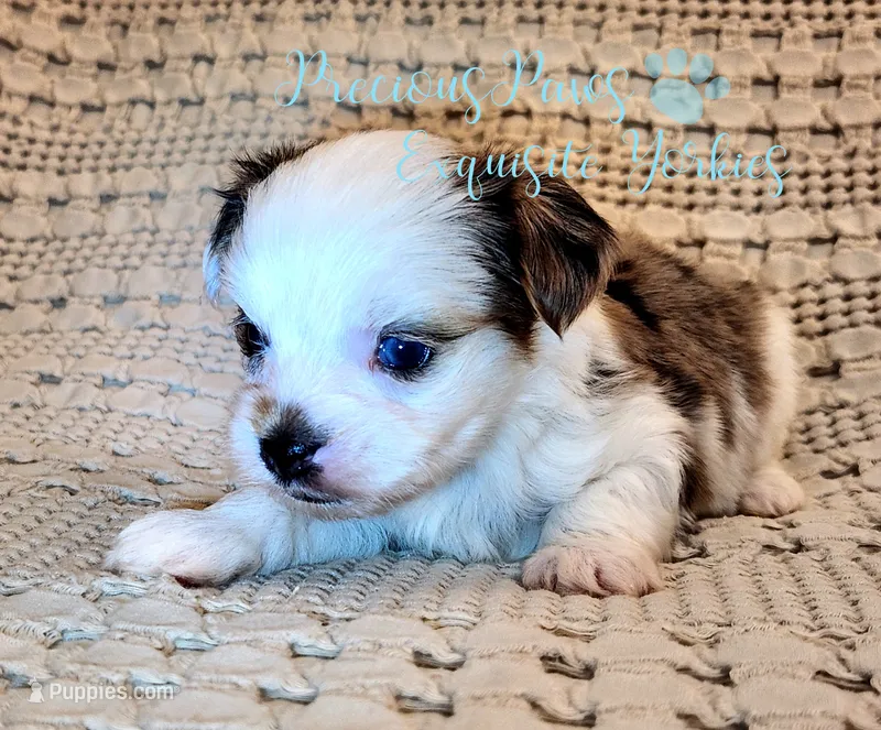 Legend – Yorkshire Terrier puppy for sale in League City, TX