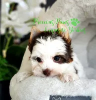 Lennox **PENDING **, a male Yorkshire Terrier for sale in League City, TX – 4 of 5
