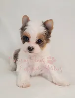 Londyn ** RESERVED , a female Yorkshire Terrier for sale in League City, TX – 4 of 6