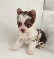 Lainey ** RESERVED , a female Yorkshire Terrier for sale in League City, TX – 2 of 7