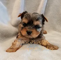 Jolie ** RESERVED**, a female Yorkshire Terrier for sale in League City, TX – Photo 6 of 8