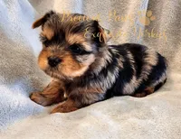 Jolie ** RESERVED**, a female Yorkshire Terrier for sale in League City, TX – Photo 4 of 8