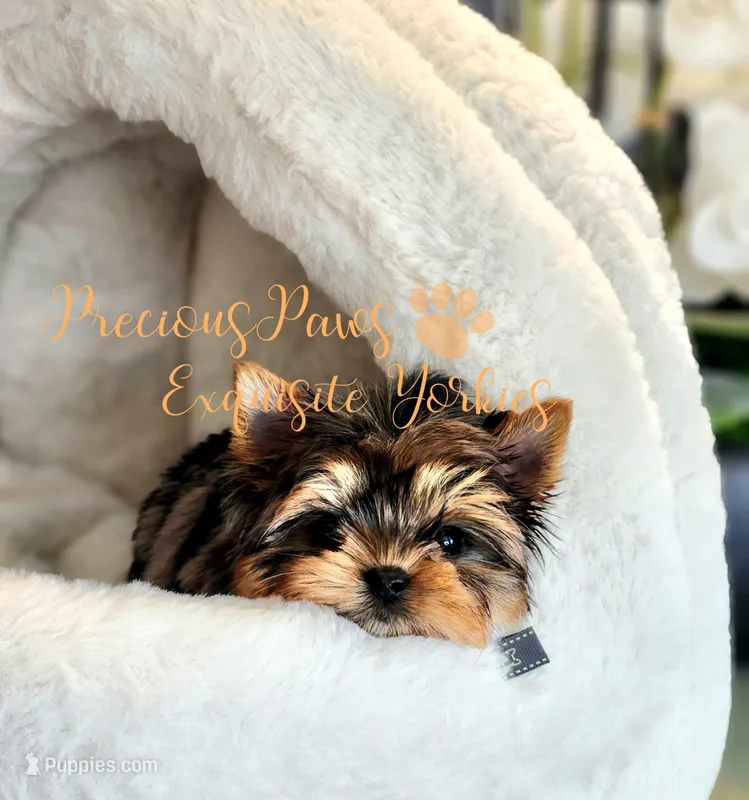Jolie ***TINY*** RESERVED  – Yorkshire Terrier puppy on hold in League City, TX