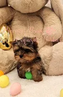 Jolie ***TINY***, a female Yorkshire Terrier for sale in League City, TX – Photo 2 of 7