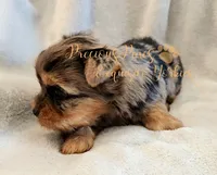 Jolie ** RESERVED**, a female Yorkshire Terrier for sale in League City, TX – Photo 5 of 8