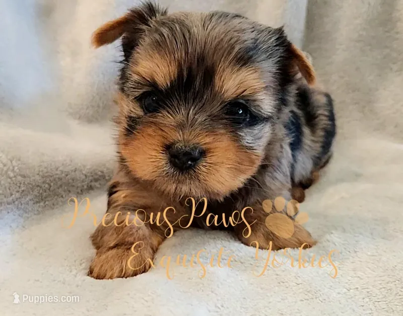 Jolie – Yorkshire Terrier puppy for sale in League City, TX
