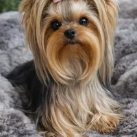Jolie ** RESERVED**, a female Yorkshire Terrier for sale in League City, TX – Photo 8 of 8