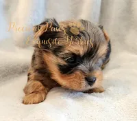Jolie ** RESERVED**, a female Yorkshire Terrier for sale in League City, TX – Photo 2 of 8