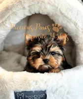 Jolie ***TINY*** RESERVED , a female Yorkshire Terrier for sale in League City, TX – Photo 2 of 6
