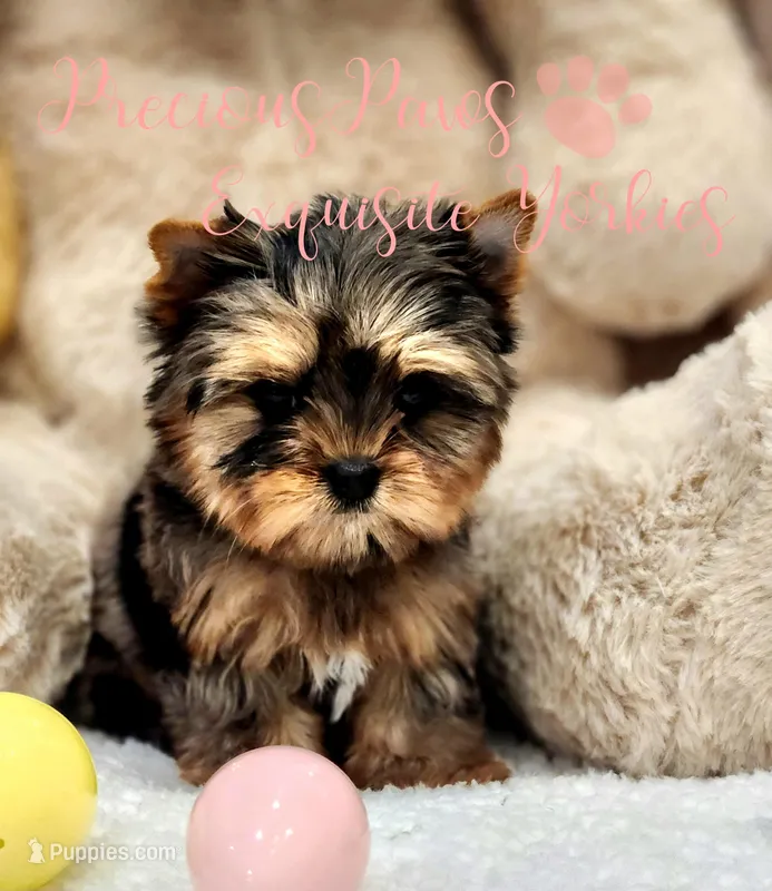 Jolie ***TINY*** – Yorkshire Terrier puppy for sale in League City, TX