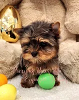 Jolie ***TINY***, a female Yorkshire Terrier for sale in League City, TX – Photo 3 of 7