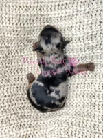 Jolie, a female Yorkshire Terrier for sale in League City, TX – Photo 2 of 6