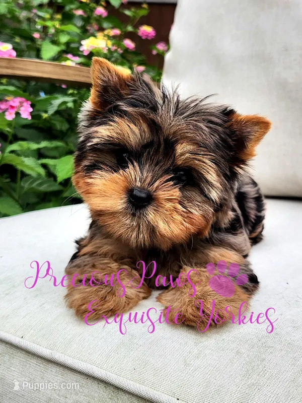 Jolie ***TINY*** RESERVED  – Yorkshire Terrier puppy on hold in League City, TX