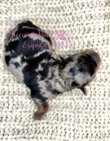 Jolie, a female Yorkshire Terrier for sale in League City, TX – Photo 3 of 6