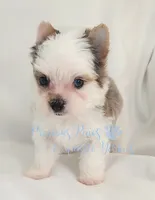 Legend, a male Yorkshire Terrier for sale in League City, TX – 1 of 6