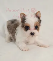Londyn ** RESERVED , a female Yorkshire Terrier for sale in League City, TX – 3 of 6