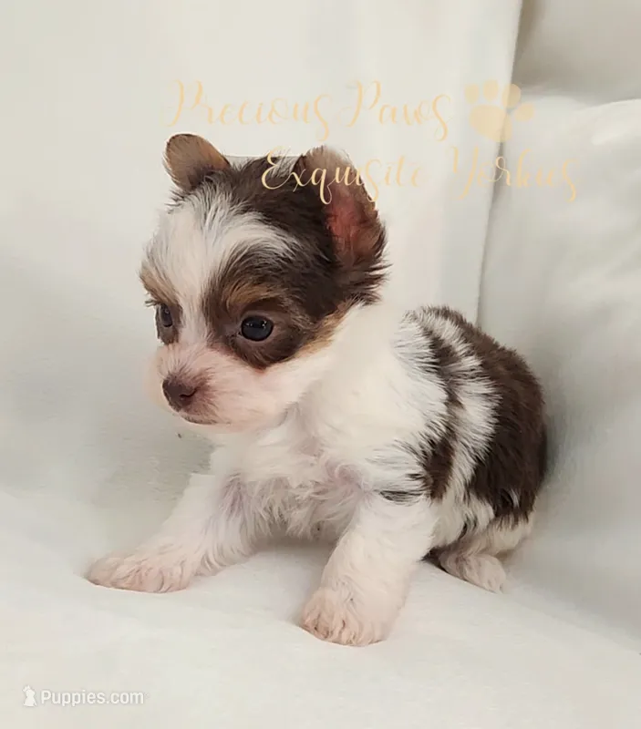 Lainey ** RESERVED  – Yorkshire Terrier puppy on hold in League City, TX