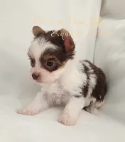 Lainey ** RESERVED , a female Yorkshire Terrier for sale in League City, TX – 1 of 7