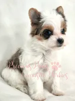 Londyn ** RESERVED , a female Yorkshire Terrier for sale in League City, TX – 5 of 6