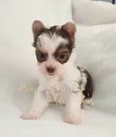 Lainey ** RESERVED , a female Yorkshire Terrier for sale in League City, TX – 4 of 7