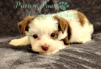 Lennox , a male Yorkshire Terrier for sale in League City, TX – 1 of 4
