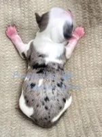 Legend, a male Yorkshire Terrier for sale in League City, TX – Photo 2 of 2