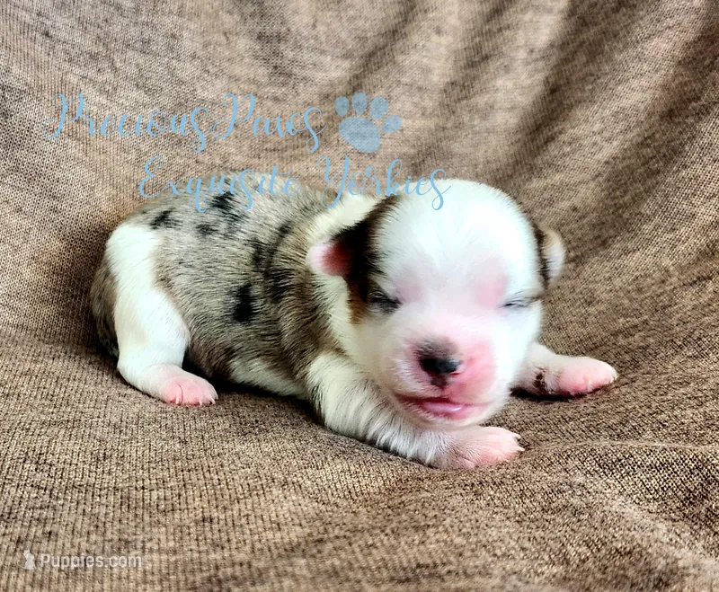 Legend – Yorkshire Terrier puppy for sale in League City, TX