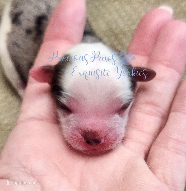 Legend, a male Yorkshire Terrier for sale in League City, TX – Photo 1 of 2