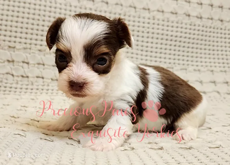 Lainey ** RESERVED  – Yorkshire Terrier puppy on hold in League City, TX