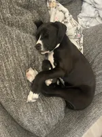 Bex, a female American Pit Bull Terrier and Beagle for sale in Virginia Beach, VA – 4 of 4