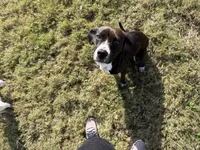 Bex, a female American Pit Bull Terrier and Beagle for sale in Virginia Beach, VA – 3 of 4