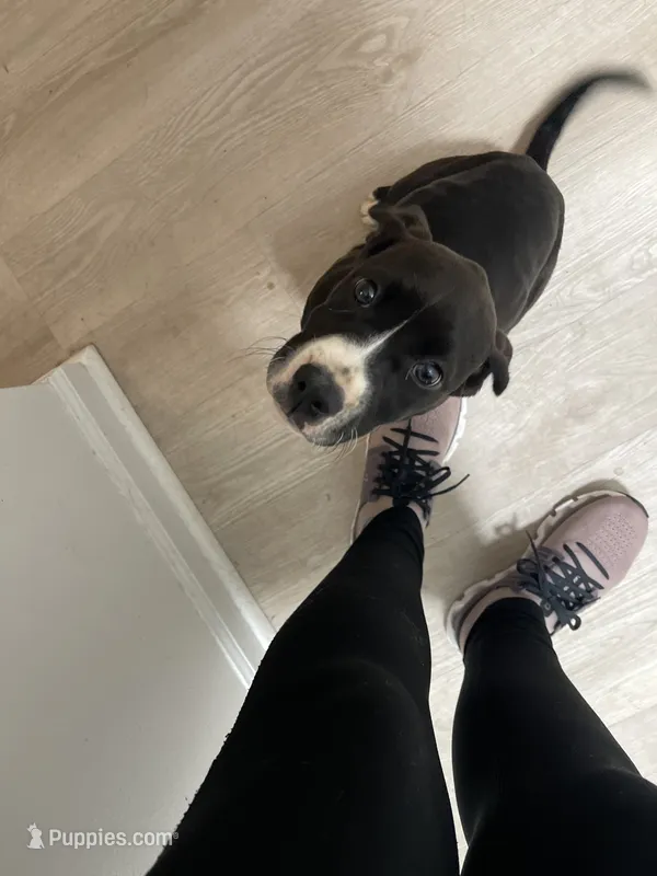 Bex – American Pit Bull Terrier, Beagle puppy for sale in Virginia Beach, VA