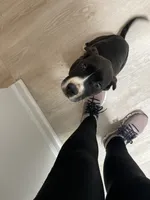 Bex, a female American Pit Bull Terrier and Beagle for sale in Virginia Beach, VA – 1 of 4