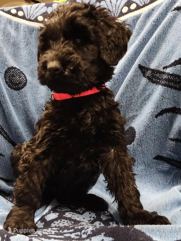 September  – Giant Schnauzer puppy for sale in Georgia, GA
