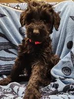 September , a female Giant Schnauzer for sale in Georgia, GA – Photo 3 of 4