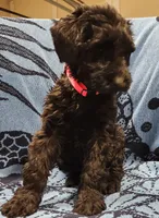 September , a female Giant Schnauzer for sale in Georgia, GA – Photo 2 of 4