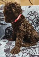 September , a female Giant Schnauzer for sale in Georgia, GA – Photo 4 of 4